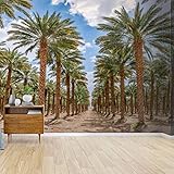 Kanworse Wallpaper Canvas Print Plantation of Date Palms Spring time in Desert Area Self Adhesive Peel & Stick Wallpaper Wall Mural Wall Decal Sticker Poster Home Craft for Living Room