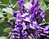 Generic 10 Texas Mountain Laurel Sophora Secundiflora Mescal TrẹẸ Purple Flówer SẹẸDs