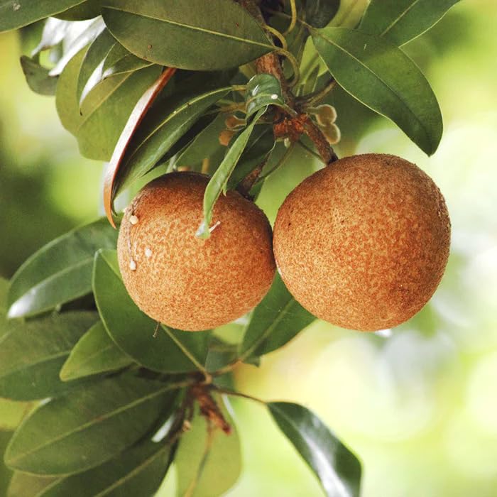BLOOM & GROW All Time Kalapatti Sapota Chiku Sapodilla Naseberry Chikoo Grafted Live Plant (Plant Height- 1.5 Ft To 2 Ft) (B0CG7KGP1R) Amazon Price History, Amazon Price Tracker