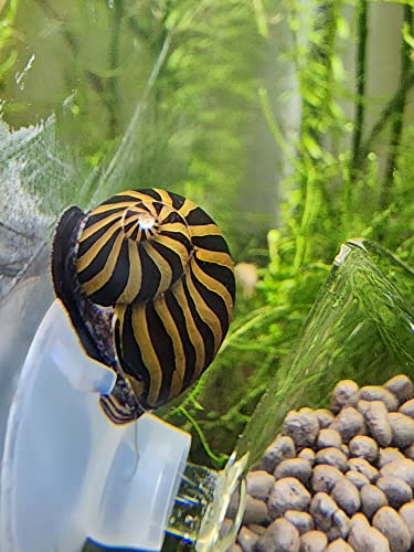 5 Zebra Nerite Snails