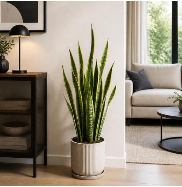 Set Sansevieria Laurentii 70cm Pianta VERA Made in Italy TERRE DI ROMAGNA | vaso
