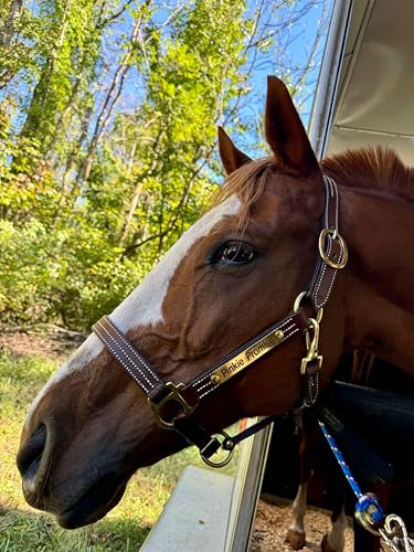 Leaders Leather Halter for Horses with Customized Engraved Name Plate Option Halter for Horse (Cob Size)