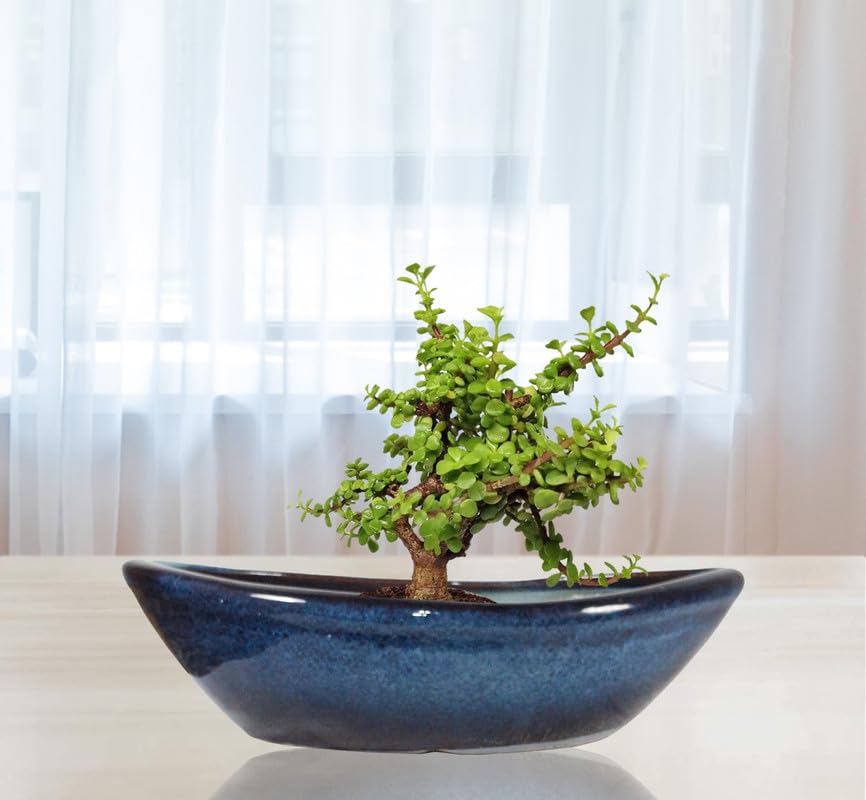 Lasaki Craft Big Multi Ceramic Pots for Indoor Plants,Bonsai,Planters,gamla,Outdoor,Balcony,Home,Garden,Office Decor,Succulent(L - 49 X W - 25 X H - 14.5 cm)(Plants not Included) (B0DCS7Z15L) Amazon Price History, Amazon Price Tracker