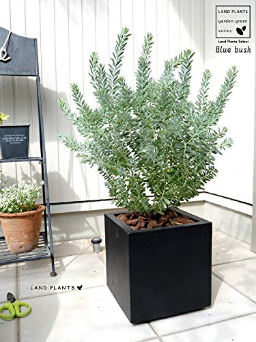 Amazon.co.jp: LAND PLANTS 観葉植物 アカシア（ブルーブッシュ） 黒色