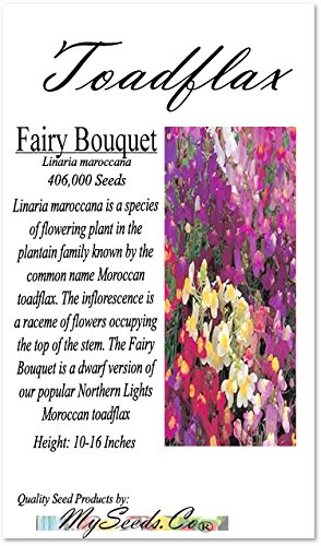 Big Pack - (406,000) Fairy Bouquet Baby Snapdragon Seeds - Linaria maroccana, Pink White Purple & Yellow Mix - Baby Snapdragon Toadflax - Flower Seeds By MySeeds.Co (Big Pack - Fairy Bouquet)