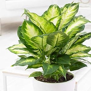 Gardenersdream Dieffenbachie Camilla Zimmerpflanze 12cm