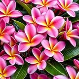 Hawaiian Pink Plumeria Frangipani 1 Cutting DL9