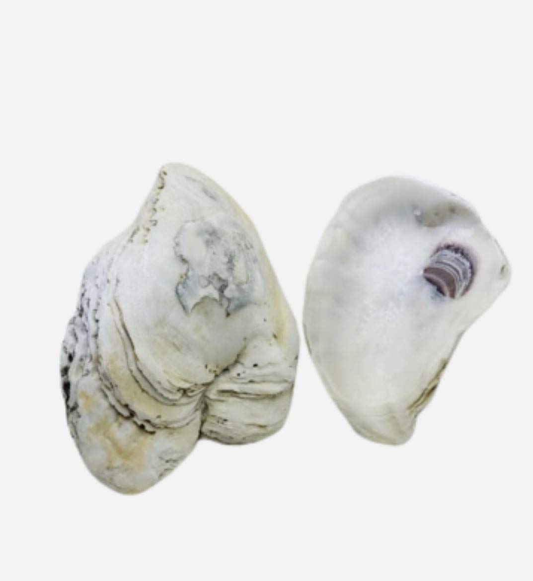 Oyster Shells - Assorted 4-5 inch Length Collected and Packaged from USA for Arts and Crafts, Jewelr