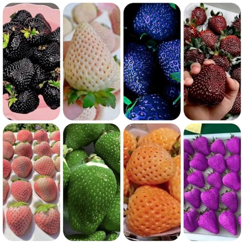 semi di fragola appesi - fragola - colonnari fragole rampicanti fragole di sapote, resistenti biologici da giardino 100pcs