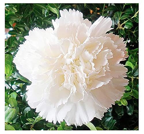 White Jeanne Dionis Carnation Seeds