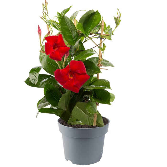 Cloud Farm Mandavilla Red Hybrid Live Plant CF72 (B0B8PHW74H) Amazon Price History, Amazon Price Tracker