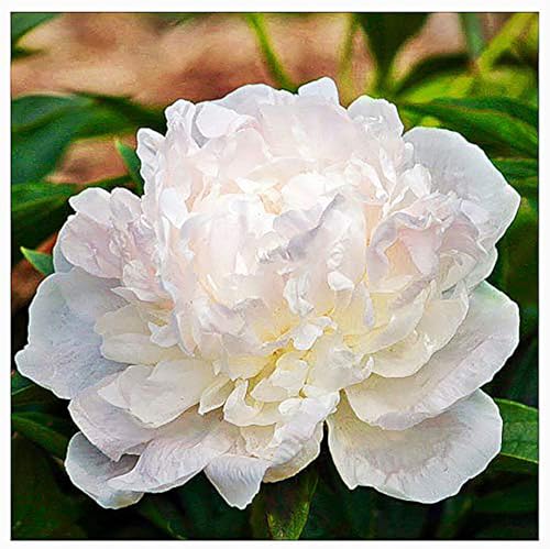 Autens Pride Peony - Blush White Double Peony