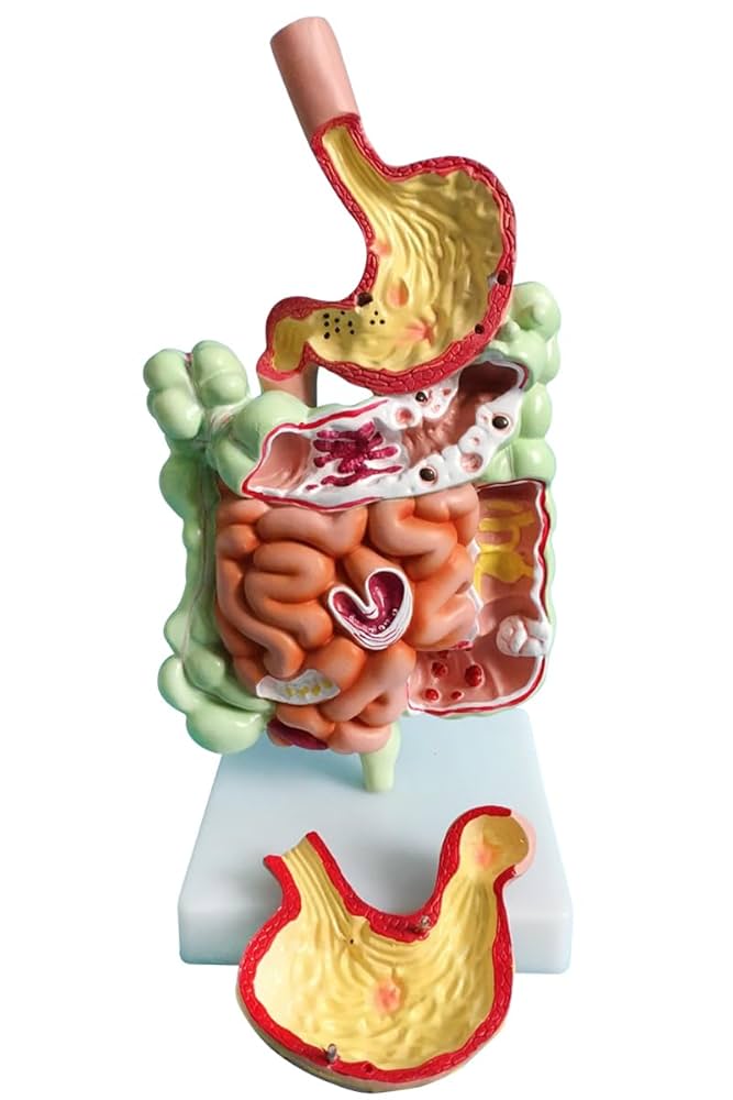 生物学 人体解剖学消化器系モデル、教育モデルを研究するための直腸