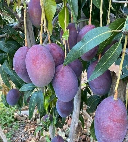 Image of World's Costliest Combo 2 Purple Japanese Miyazaki Mango Plant Original Grafted Fruit Tree Height 1.5-3 Feet Hybrid Plant Fruit In Just 2-3 Years Perfect For Home Gardens Eggs Of Sun