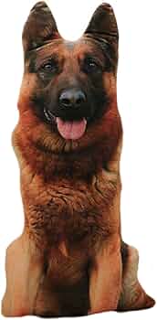 51Ge3rRGcZL._AC_UF350,