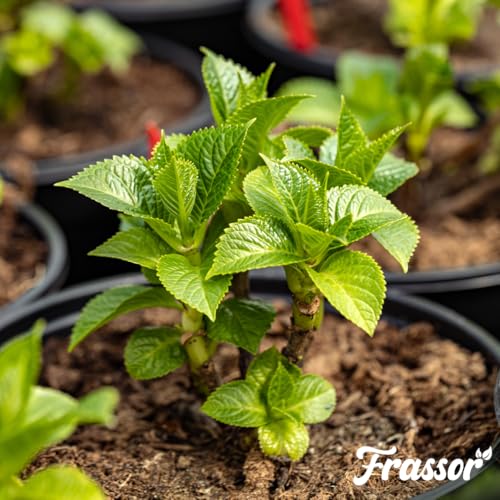 Concentrado Resiliencia Frassor de 250 ml para recuperar plantas marchitas por estrés 5