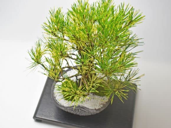 Amazon.co.jp: 盆栽妙 盆栽 蛇の目松 : DIY・工具・ガーデン