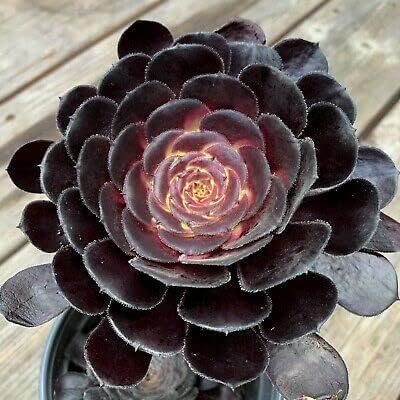 Miniatura 3 de Paquete de 3 plantas eonio de rosa negra - Plantas vivas suculentas