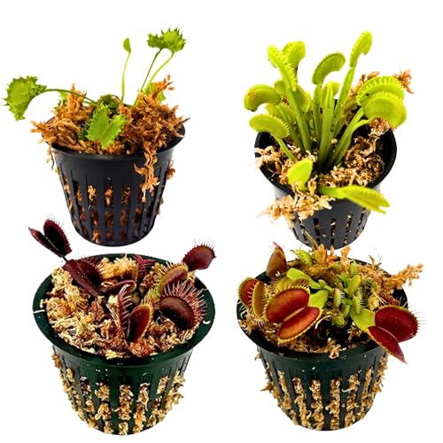 Venus Flytrap 4-Pack Assorted Live Plants – Carnivorous Plant Grab
