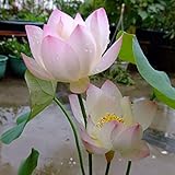 Liveseeds - Mini rosa de la mañana Bonsai Lotus / Flor de Nenúfar / 5 Semillas Frescas