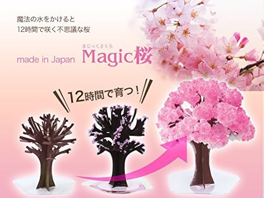 桜桜様4台セット 本体 Amazon | マジック桜 (スタンダード) 10時間で咲く不思議な桜
