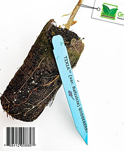 Gooseberry - Red Semi-Thornless, Excellent Flavor, Very Vigorous And Productive - 1 Tixia Plug Plant - (Not Shipping To: De, Me, Nc, Nh, Nj & Wv) #TOP1