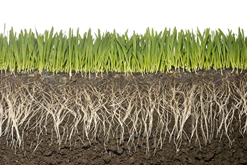 Soil Vigor Keep Plants Alive Without Water For Up To 2-Weeks (10 Pounds) #TOP3