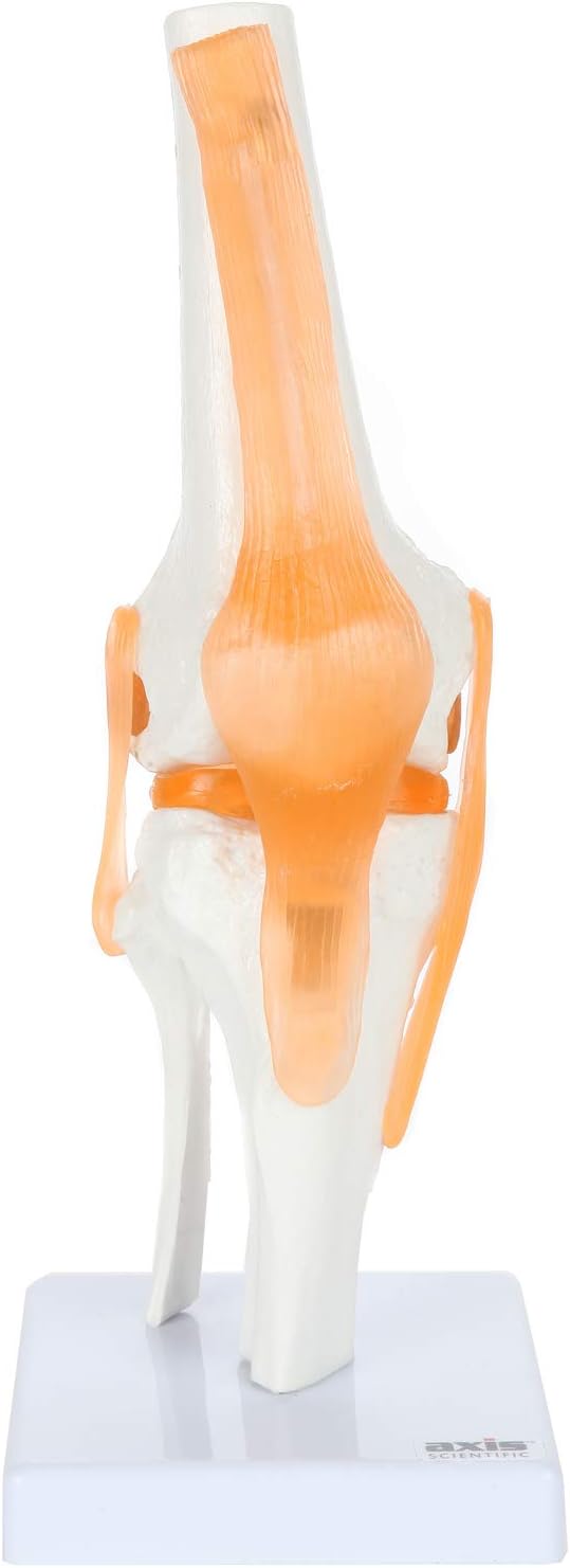 Axis Scientific Knee Model with Ligaments and Muscles, Human Knee Model Displays Movement, Includes Durable Base and Detailed Full Color Product Manual