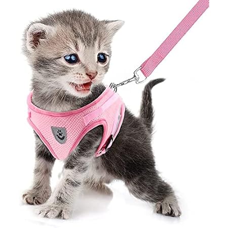 dexil cat harness