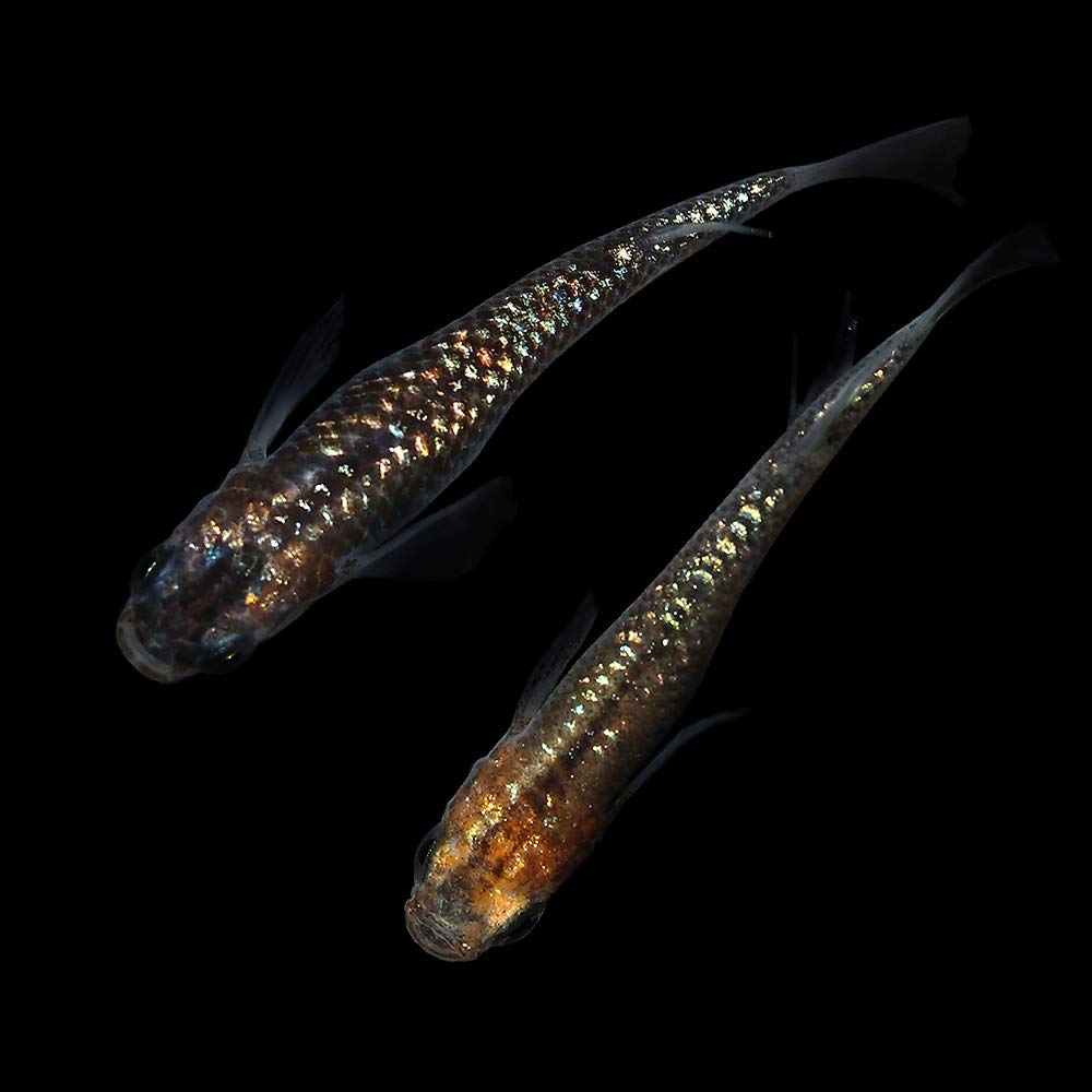 Amazon | （めだか）忘却の翼メダカ（1ペア） | charm(チャーム