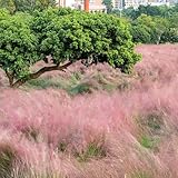 Muhlenbergia capillaris - balkonpflanzen alte sorten steingartenpflanzen winterhart gartendeko für draußen schmetterlingswiese seltene bio gartenarbeit geschenk wildkräuter 600Samen