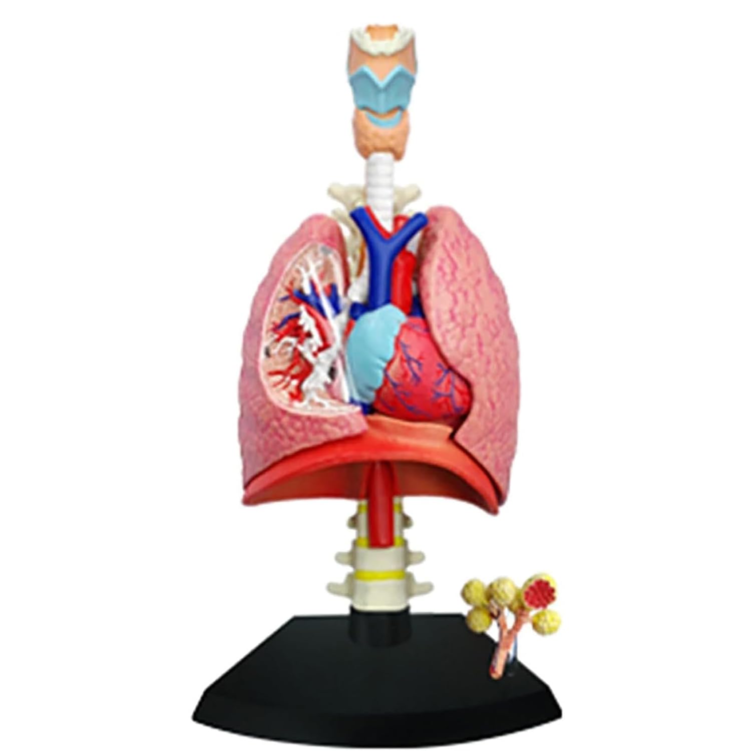 OSPSHPG 4D Lung Anatomical Model, Model of Human Heart, with 21 Removable Parts, for Medical Education and Teaching