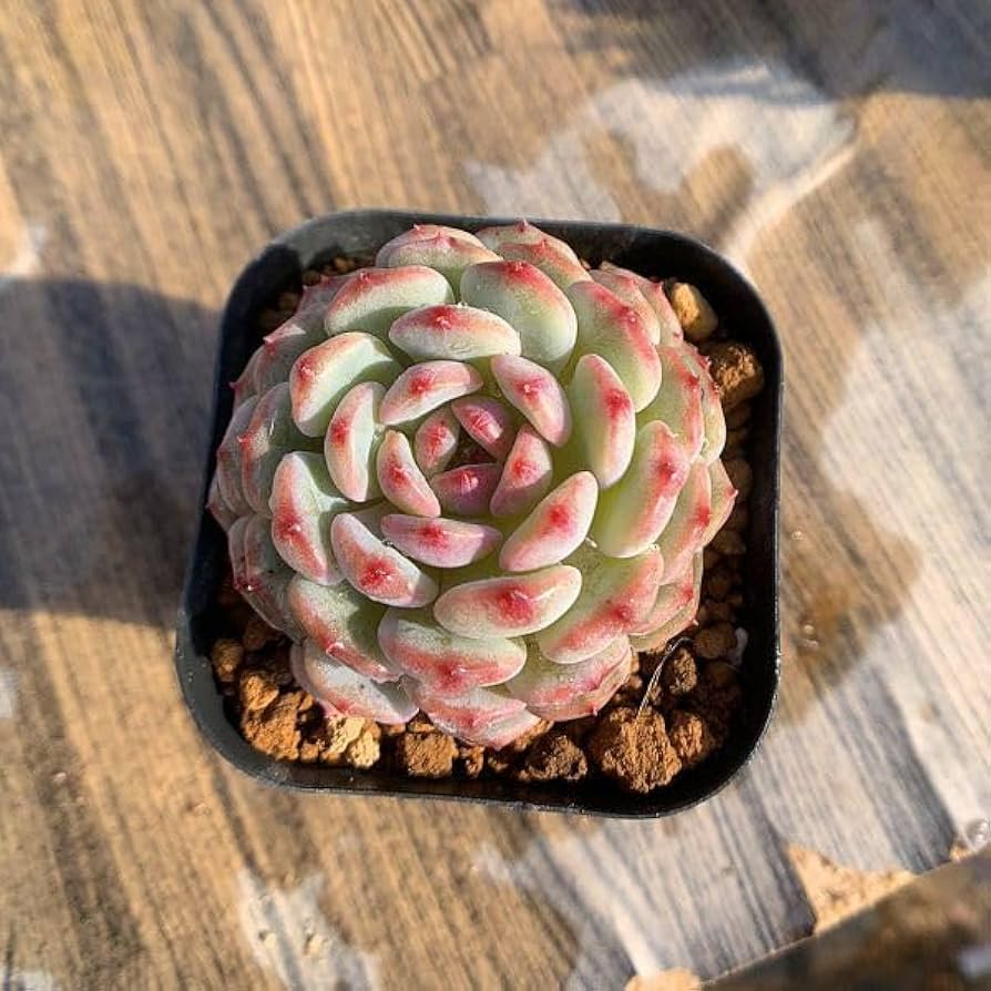 Amazon.co.jp: 農園直売 多肉植物 寄せ植え エケベリア属