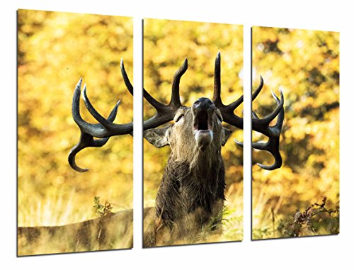 Cuadro Fotográfico Animal Ciervo en la Naturaleza, Berrea, Vida Salavaje Tamaño total: 97 x 62 cm XXL