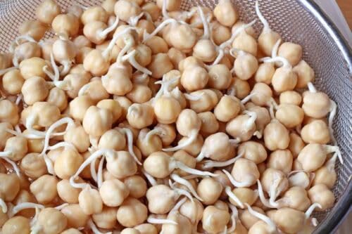 Buy4seeds Sprouting Seeds Chick Pea 40 GRAM Easy to Grow Garden Yard Patio