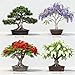 Bonsai Tree Starter Kit for Beginners - Indoor Live Plant Gardening Adult Craft DIY Kits - Unique Christmas, Birthday, White Elephant Gifts for Women, Men & Kids