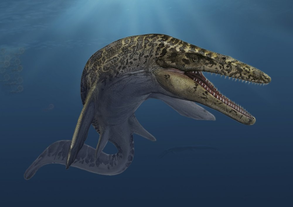Posterazzi Mosasaurus hoffmanni swimming in prehistoric waters Poster Print, (16 x 11)