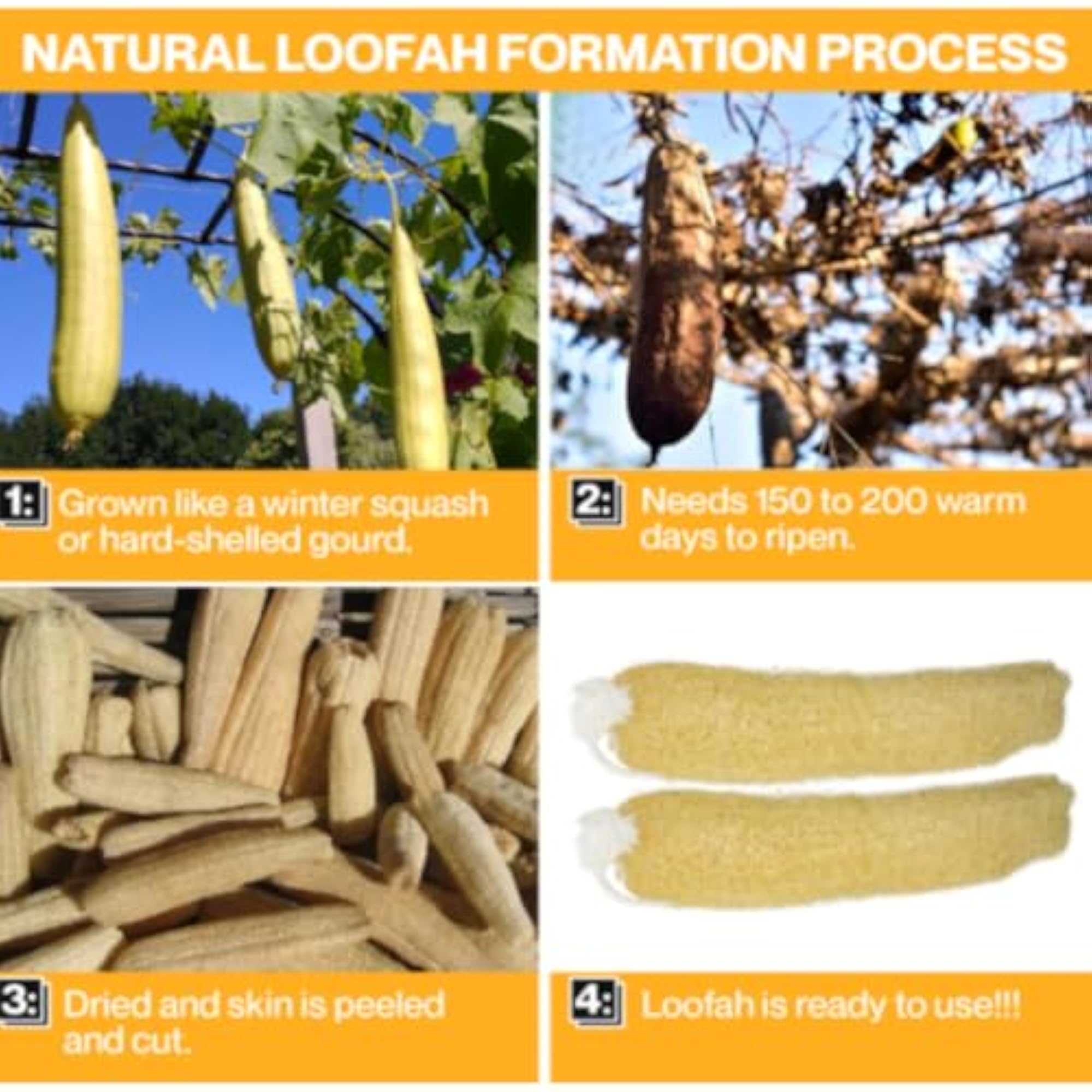 Long Natural Organic Body Scrub Loofah Sponge for Bathing, Pack of 1