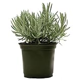 American Plant Exchange Live English Lavender Plant with Fragrant Purple Flowers, Edible Herb Plant, Plant Pot for Home and Garden Decor, 6" Pot