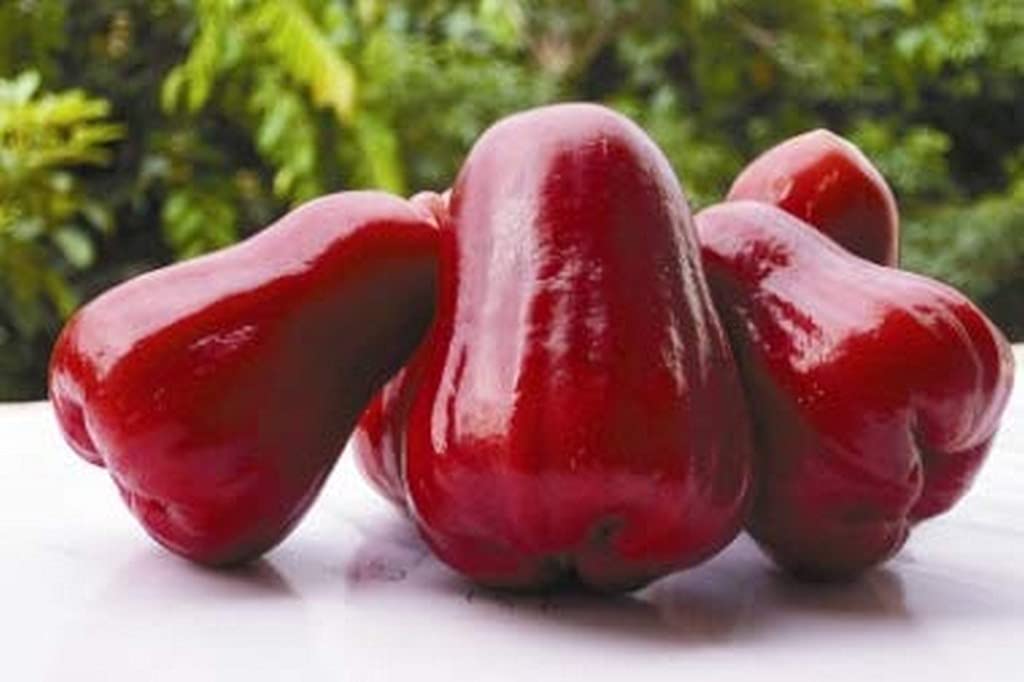 See full amazon price history chart for Ohhsome Gardens Rare Syzygium Malaccense Jamaican Blood Red Mountain Apple Jambu Bol Malay Rose Plants For Garden Malayan Apple| Plant (Healthy Live Plant) Ohhsome Gardens Rare Syzygium Malaccense Jamaican Blood Red Mountain Apple Jambu Bol Malay Rose Plants For Garden Malayan Apple| Plant (Healthy Live Plant) (B09HN41WJX) Amazon Price History, Amazon Price Tracker
