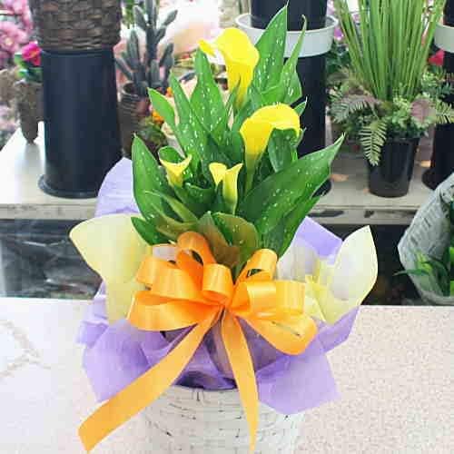 Amazon Co Jp カラー 黄色 生花 鉢植え 籐かご付き 花 ギフト ホーム キッチン Amazon Co Jp カラー 黄色 生花 鉢植え 籐かご付き 花 ギフト ホーム キッチン