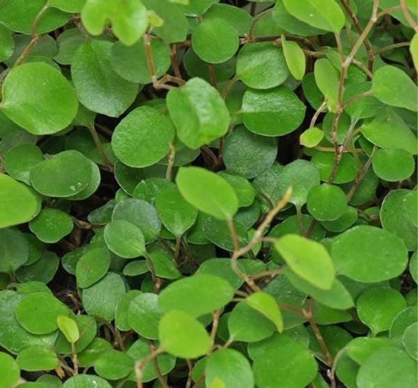 40pz Pianta Muehlenbeckia