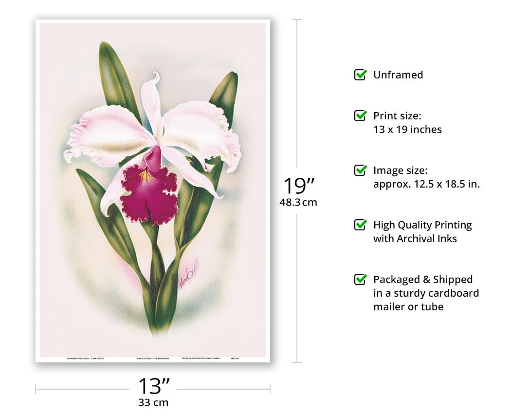 Amazon.com: White Cattleya Orchid - Queen of Orchids - Hawaii