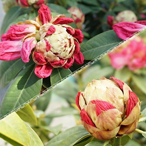 Amazon Co Jp 西洋シャクナゲ シルビア 6号鉢植え Diy 工具 ガーデン Amazon Co Jp 西洋シャクナゲ シルビア 6号鉢植え Diy 工具 ガーデン