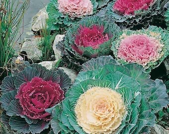 AYWAL Ornamental Cabbage/Kale Round Flower Seeds (Pack Of30 Seeds) K993-image-35