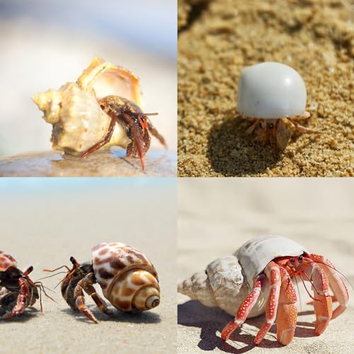 image for WeDoSoy 12PCS Hermit Crab Shells | Natural Sea Conch Size 1.6