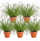 -🌱SAINE - Ceux qui commandent notre lot de 5 plantes “Herbe à chat” peuvent également se réjouir d’une expérience saine pour les humains et les animaux. L’herbe à chat purifie l’air et constitue une collation riche en vitamines qui aide vos chats à mieux digérer.