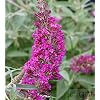 Buddleja Butterfly Shrub Magenta 30-40cm