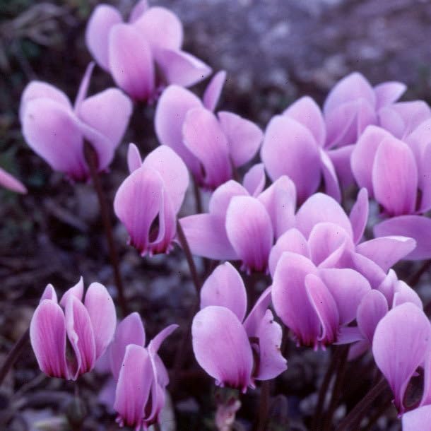 Plant World Seeds - Cyclamen Hederifolium (neapolitanum) Seeds (Alpine Plant Seeds)