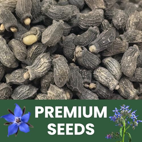 Borage – 1,000 Seeds for Planting – 2026 Season – 1 Ounce Pouch - Image 5